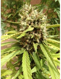 DUTCH PASSION - Auto Blueberry - 1 2