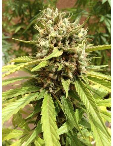 DUTCH PASSION - Auto Blueberry - 2