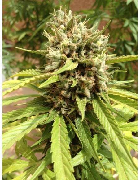 DUTCH PASSION - Auto Blueberry - 2