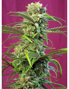 SWEET SEEDS - Sweet Tai - 1