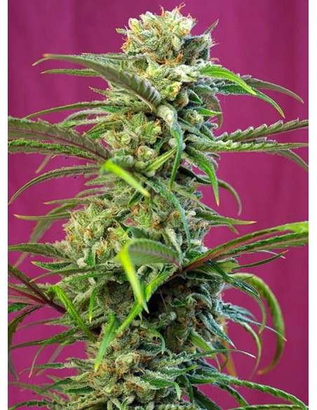 SWEET SEEDS - Sweet Tai - 1