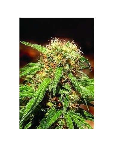 SWEET SEEDS - Sweet Tai - 4