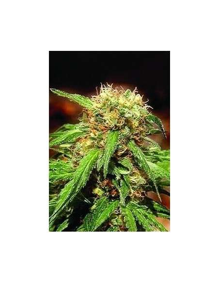 SWEET SEEDS - Sweet Tai - 4