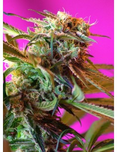 SWEET SEEDS - Wild Rose - 1