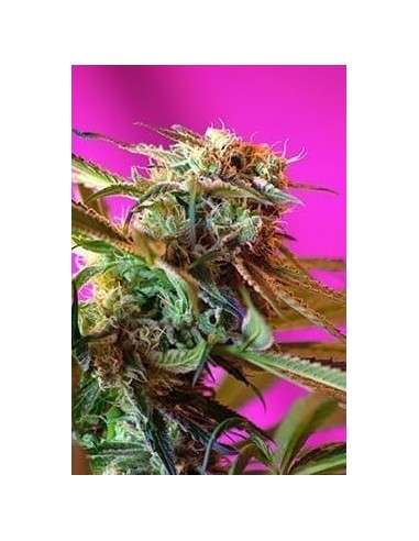 SWEET SEEDS - Wild Rose - 4