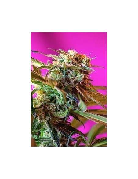 SWEET SEEDS - Wild Rose - 4