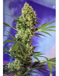 SWEET SEEDS - Big Devil Auto - 1