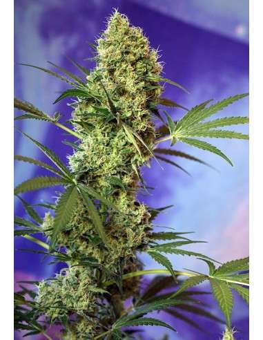 SWEET SEEDS - Big Devil Auto - 1