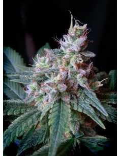 SWEET SEEDS - Cream Caramel F1 Fast Version - 1
