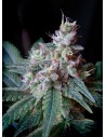 SWEET SEEDS - Cream Caramel F1 Fast Version - 1