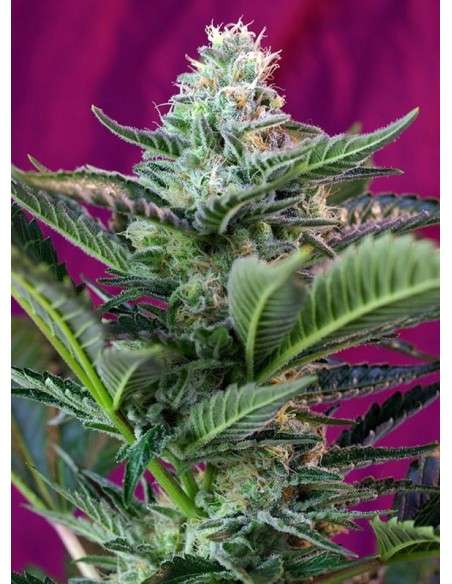 SWEET SEEDS - Mohan Ram Auto - 1