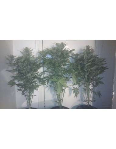 SWEET SEEDS - Mohan Ram Auto - 4