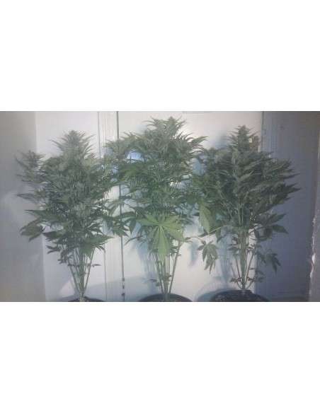 SWEET SEEDS - Mohan Ram Auto - 4