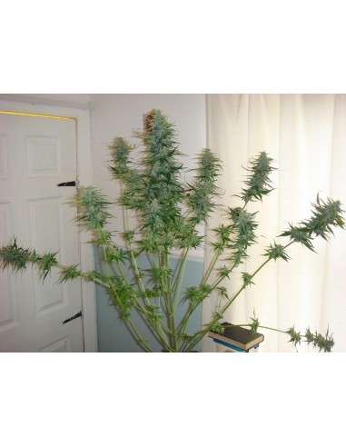 SWEET SEEDS - Mohan Ram Auto - 5