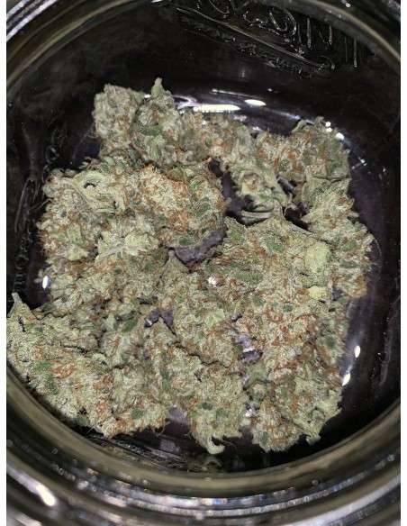 SWEET SEEDS - Mohan Ram Auto - 6