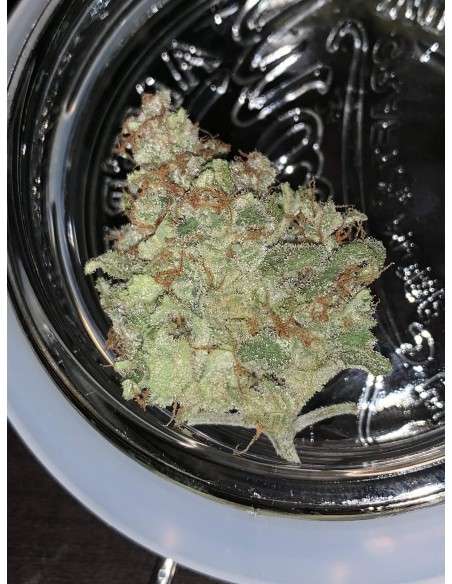 SWEET SEEDS - Mohan Ram Auto - 7