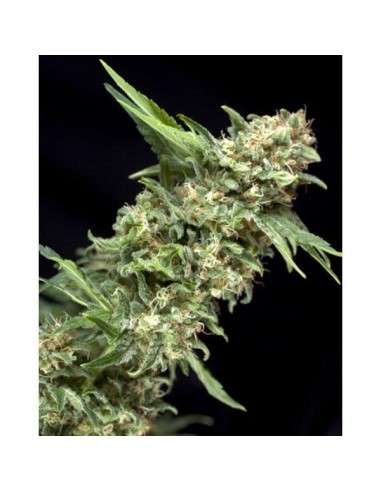 PYRAMID SEEDS - Alpujarrena - 1