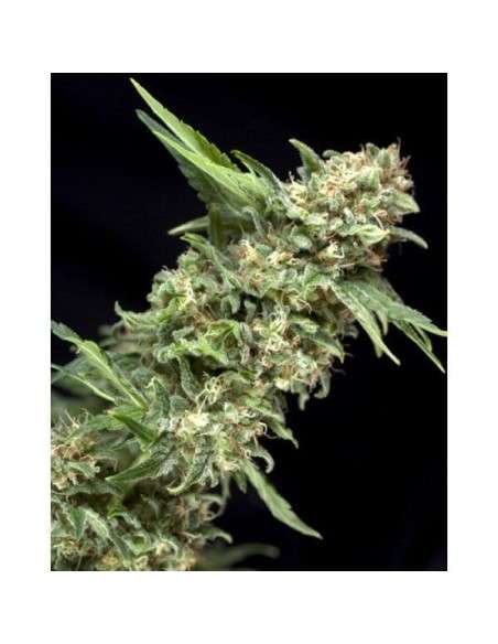 PYRAMID SEEDS - Alpujarrena - 1