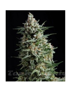 PYRAMID SEEDS - Anesthesia - 1