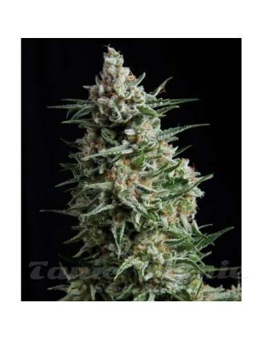 PYRAMID SEEDS - Anesthesia - 1
