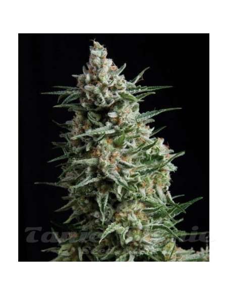 PYRAMID SEEDS - Anesthesia - 1
