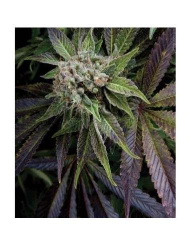 PYRAMID SEEDS - Blue Pyramid - 1