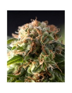 PYRAMID SEEDS - Fresh Candy - 1