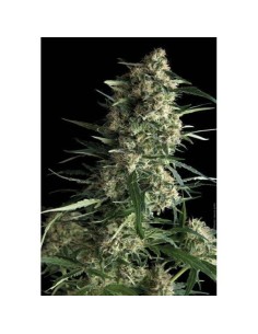 PYRAMID SEEDS - Galaxy - 1