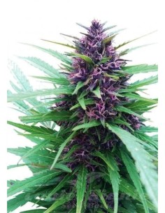 DUTCH PASSION - Shaman - 1