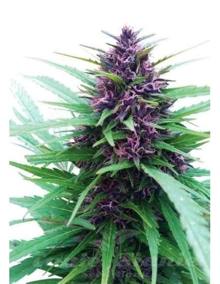 DUTCH PASSION - Shaman - 1