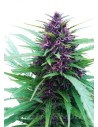 DUTCH PASSION - Shaman - 1