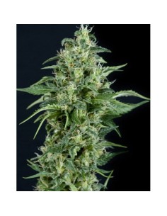 PYRAMID SEEDS - Kryptonite - 1