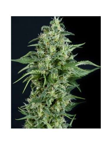 PYRAMID SEEDS - Kryptonite - 1