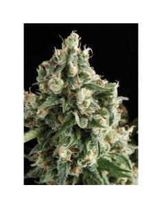 PYRAMID SEEDS - Lennon - 1