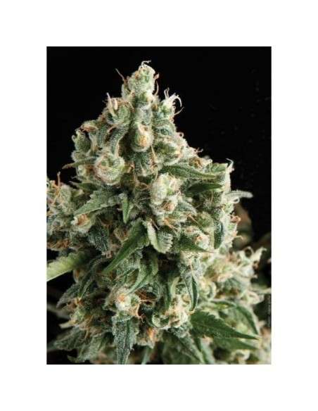 PYRAMID SEEDS - Lennon - 1