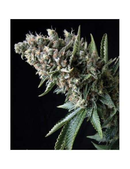 PYRAMID SEEDS - Nefertiti - 1
