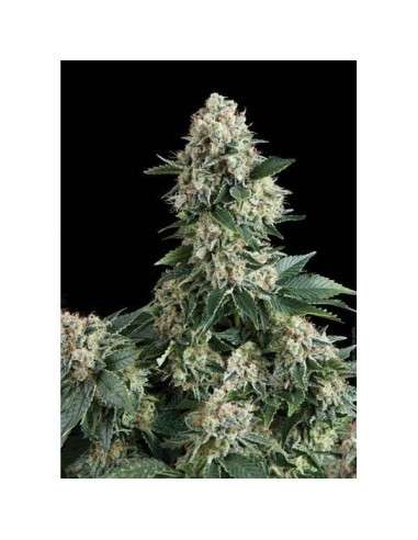PYRAMID SEEDS - New York City - 1