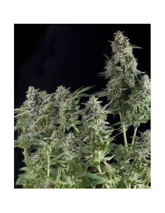 PYRAMID SEEDS - Northern Lights - 1