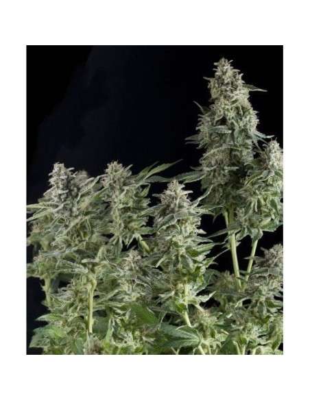PYRAMID SEEDS - Northern Lights - 1