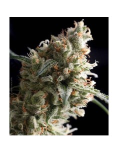 PYRAMID SEEDS - Super Hash - 1