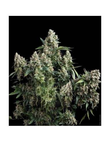 PYRAMID SEEDS - Tutankhamon - 1