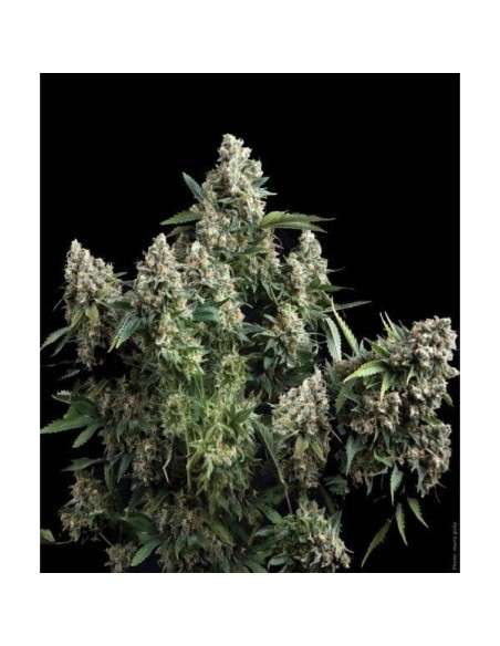 PYRAMID SEEDS - Tutankhamon - 1