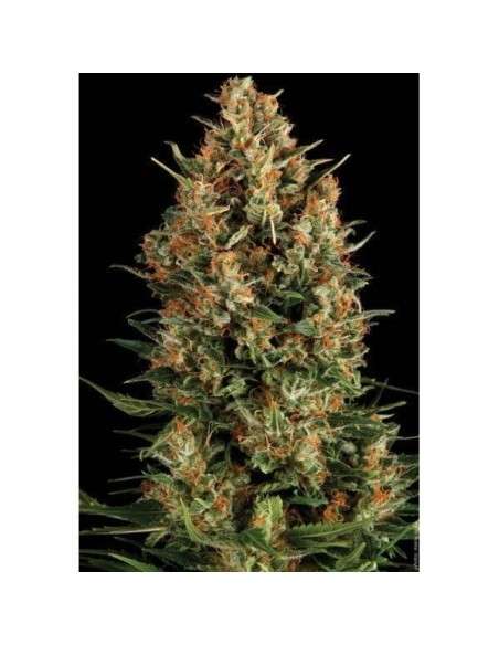 PYRAMID SEEDS - Wembley - 1