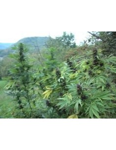DUTCH PASSION - Shaman - 1 2