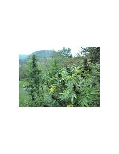 DUTCH PASSION - Shaman - 2