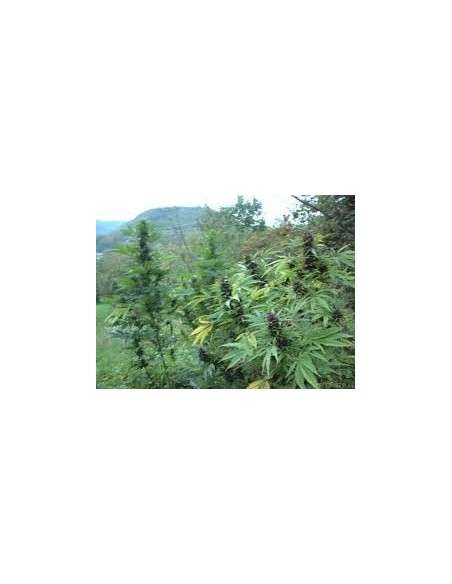 DUTCH PASSION - Shaman - 2