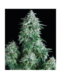 PYRAMID SEEDS - Auto Anubis - 1
