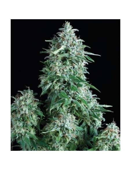PYRAMID SEEDS - Auto Anubis - 1