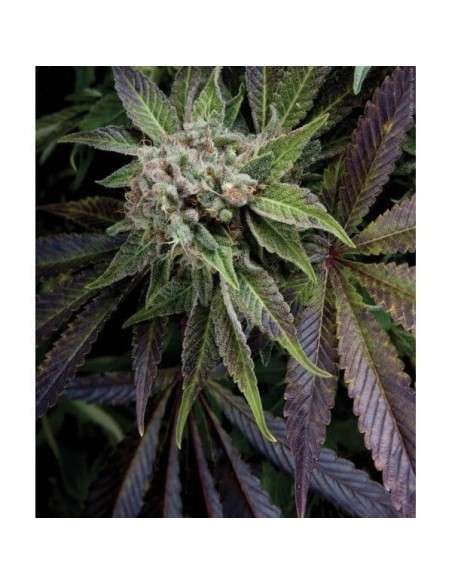 PYRAMID SEEDS - Auto Blue Pyramid - 1