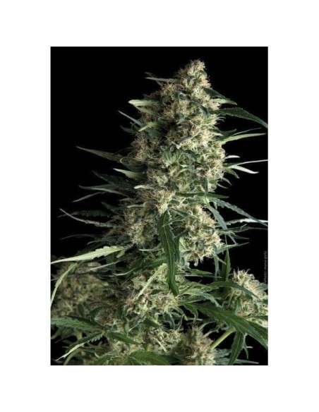 PYRAMID SEEDS - Auto Galaxy - 1